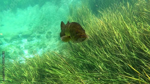 Curious lunker Largemouth Bass (Micropterus salmoides) approaches camera in Florida's Rainbow River.