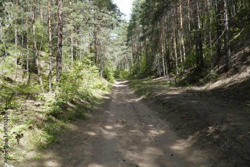 Dirt road through the summer forest on the Volga River coast. Ulyanovsk
