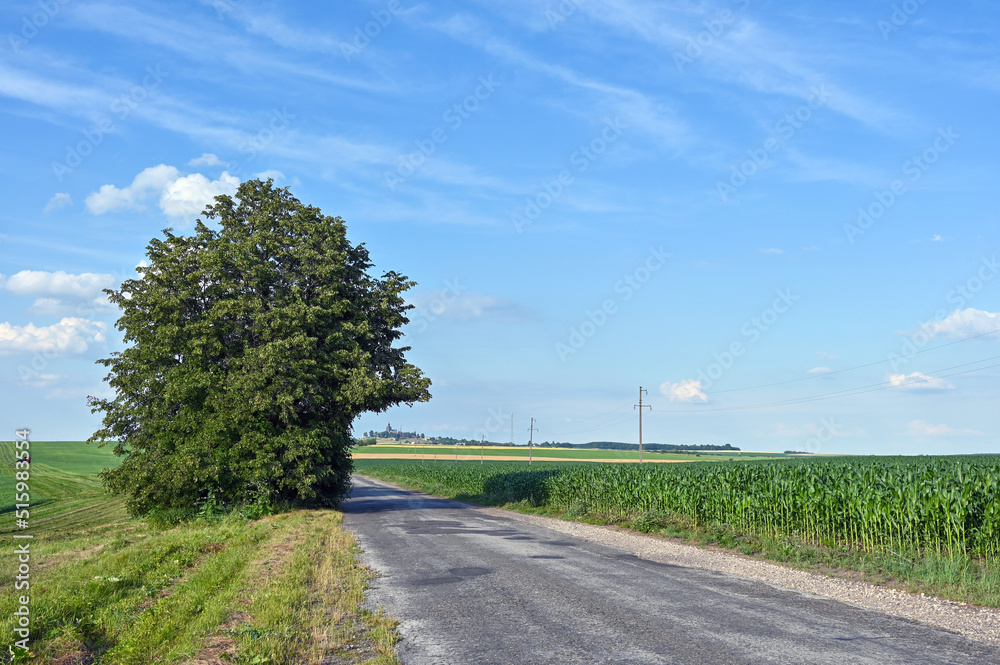 Fototapeta premium lonely tree along which the road passes