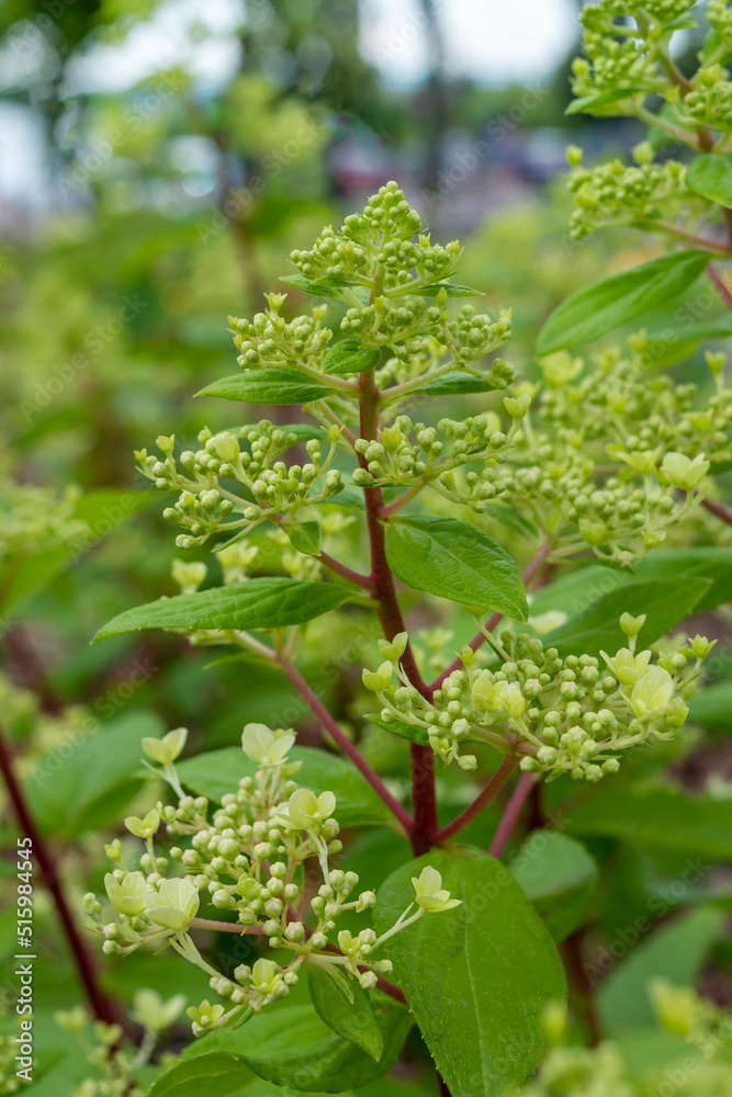 Previously inflorescence of a flowering ornamental shrub Hydrangea paniculata Pastelgreen in a city park. Hydrangea close-up. Photo for a garden center or plant nursery catalog. Sale of green spaces. Previously inflorescence of a flowering ornamental shrub Hydrangea paniculata Pastelgreen in a city park. Hydrangea close-up. Photo for a garden center or plant nursery catalog. Sale of green spaces.