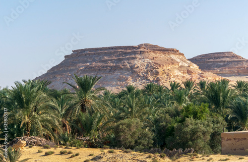 Dacror mountains and palm-tree at oasis Siwa, Egypt 