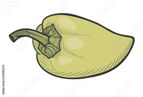 Linear hand drawing of long slims light green bell pepper (paprika). Vector illustration on a white background, EPS 10. Monochrome graphics in a minimalist realistic style.