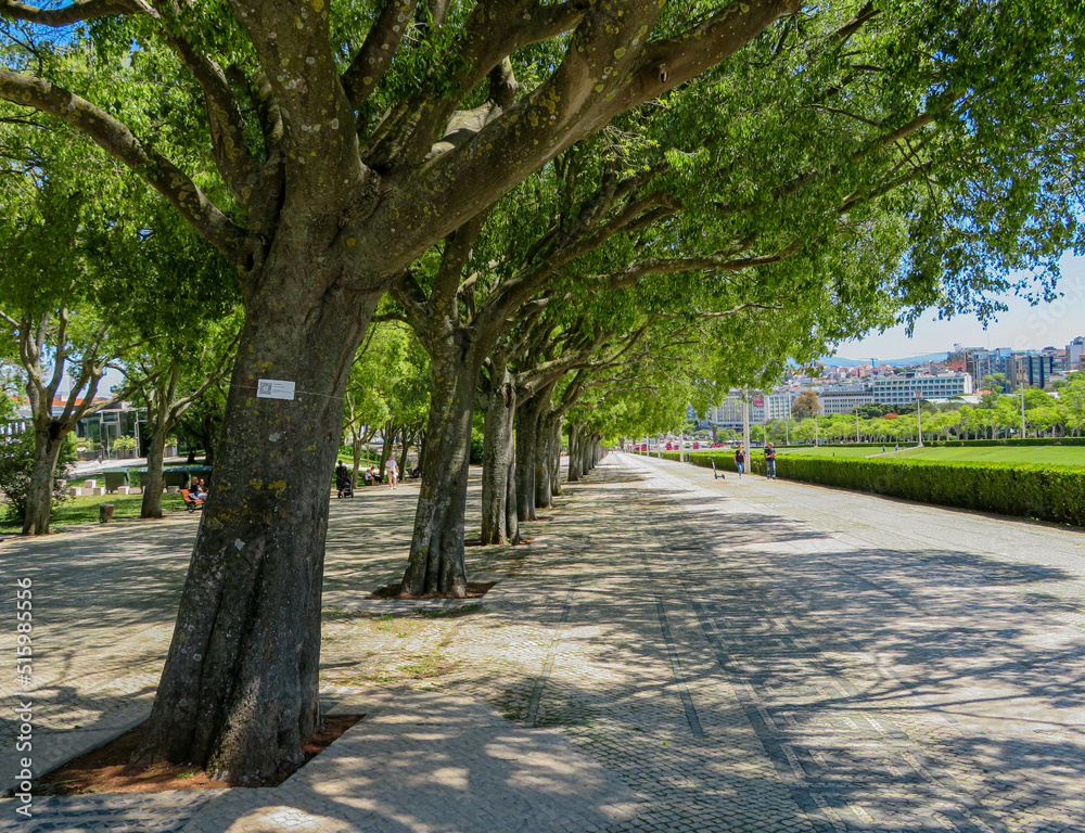 trees in the park