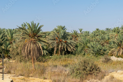 Palm trees in the desert at Egypt