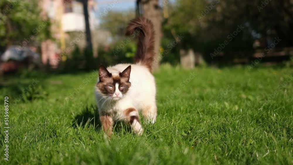 Beautiful cat walking on meadow grass slow motion Beautiful cat walking on meadow grass slow motion