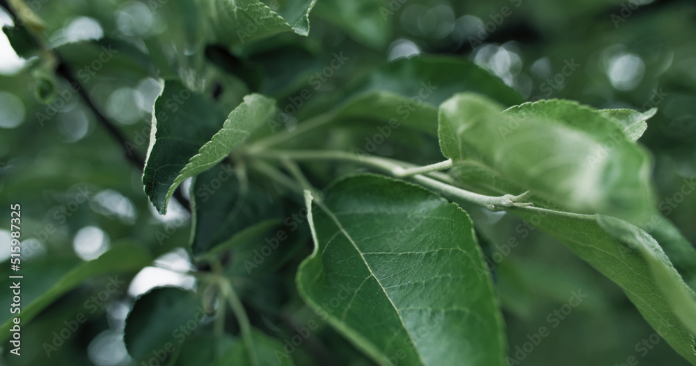 Foliage background. Green leaves. Nature reserve. Macro of apple tree branch greenery texture on bokeh sunlight defocused botanic wallpaper. Foliage background. Green leaves. Nature reserve. Macro of apple tree branch greenery texture on bokeh sunlight defocused botanic wallpaper.
