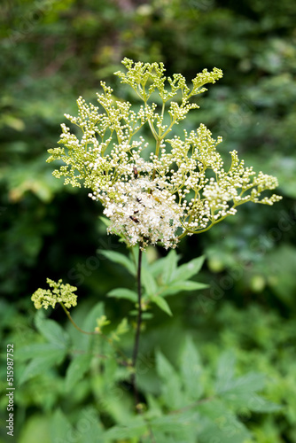 Beautiful photo of Filipendula Ulmaria. Queen of the Meadow Plant in the forest.