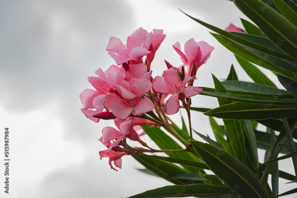 Pink delicate Oleander flowers. Beautiful pink oleander flowers Oleander Nerium on a cloudy sky background. Oleander tree flowers on a sunny day among green foliage. Selective focus.