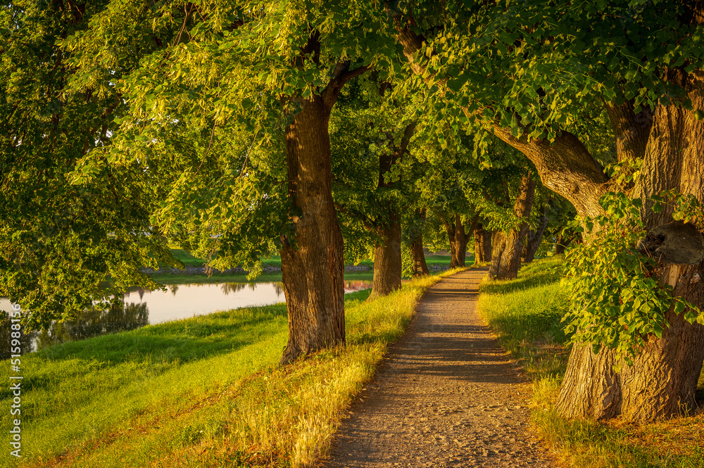 Naklejka premium Way home, river Morava, trees, iron bridge, 
