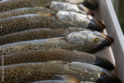 Freshly caught Speckled Trout on a fish cleaning table. Speckled Trout are a popular game fish in Florida and prized as delicious table fare.