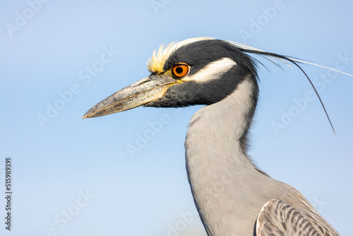 Canvas Print Close-up of one of the many moods of a wild Yellow-crowned Night Heron, showing off this bird's beautiful head and facial markings