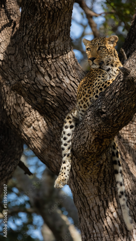 leopard in a huge leadwood tree leopard in a huge leadwood tree