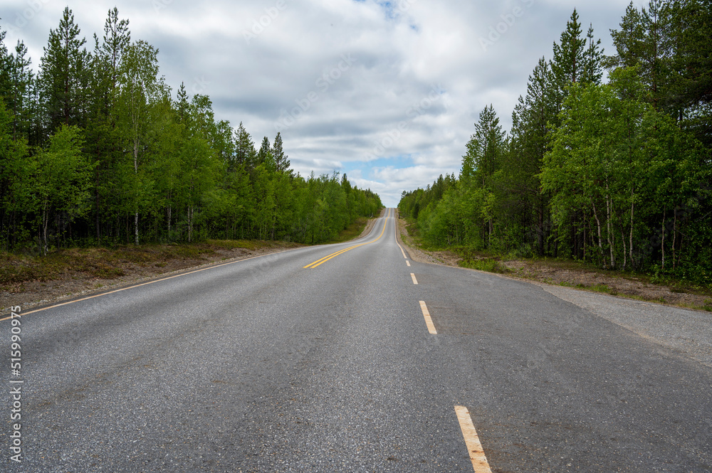 Asphalt road in coniferous forest