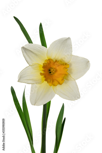 White narcissus with petals on white background. Full depth of field. With clipping path