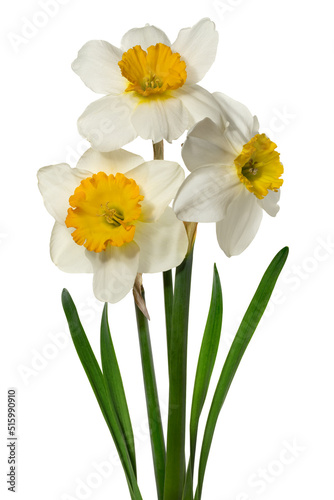 Bouquet white narcissus with petals on white background. Full depth of field. With clipping path © gna60