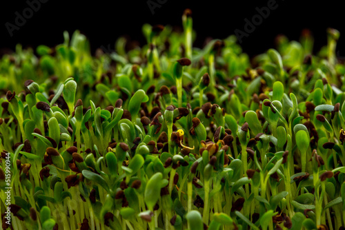 Buckwheat microgreen sprouts