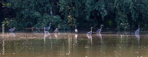 Flock of Grey Herons Ardea Cinerea birds in lush green bush and trees at edge of lake in Spring landscape photo