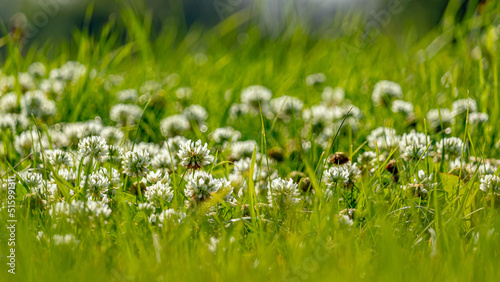 Small white flowers close-up on the lawn in the city park. Soft focus