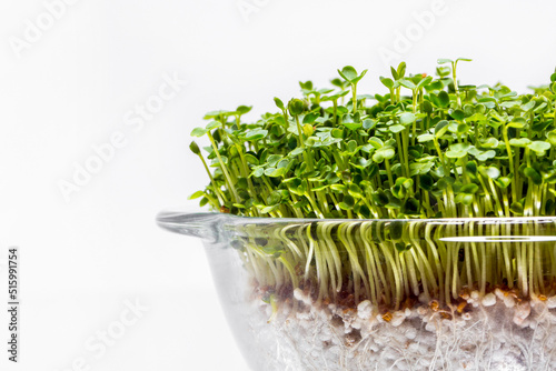 Radish microgreen sprouts