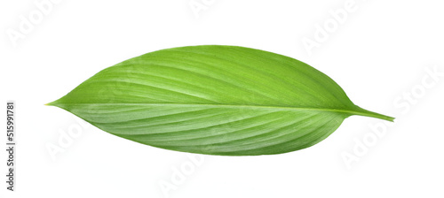 Fresh leaves of turmeric (Curcuma longa) ginger medicinal herbal plant isolated on white background, clipping path included.