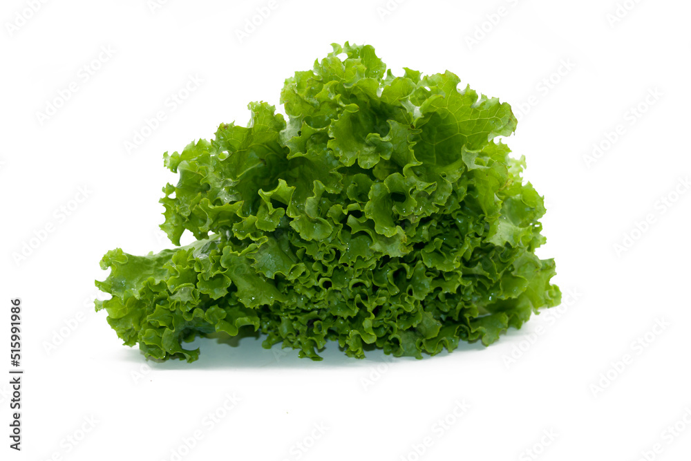 Lettuce leaf isolated on white background Lettuce leaf isolated on white background