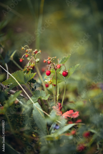 Wild fresh strawberry bush in wilderness forest. Close up