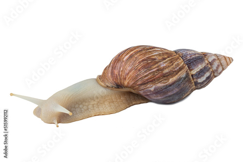 Large snail on a white background