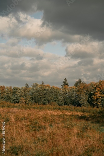 Forest in the autumn. Dramatic skies before rain in the woods. Concept of hiking in the park during Indian summer.