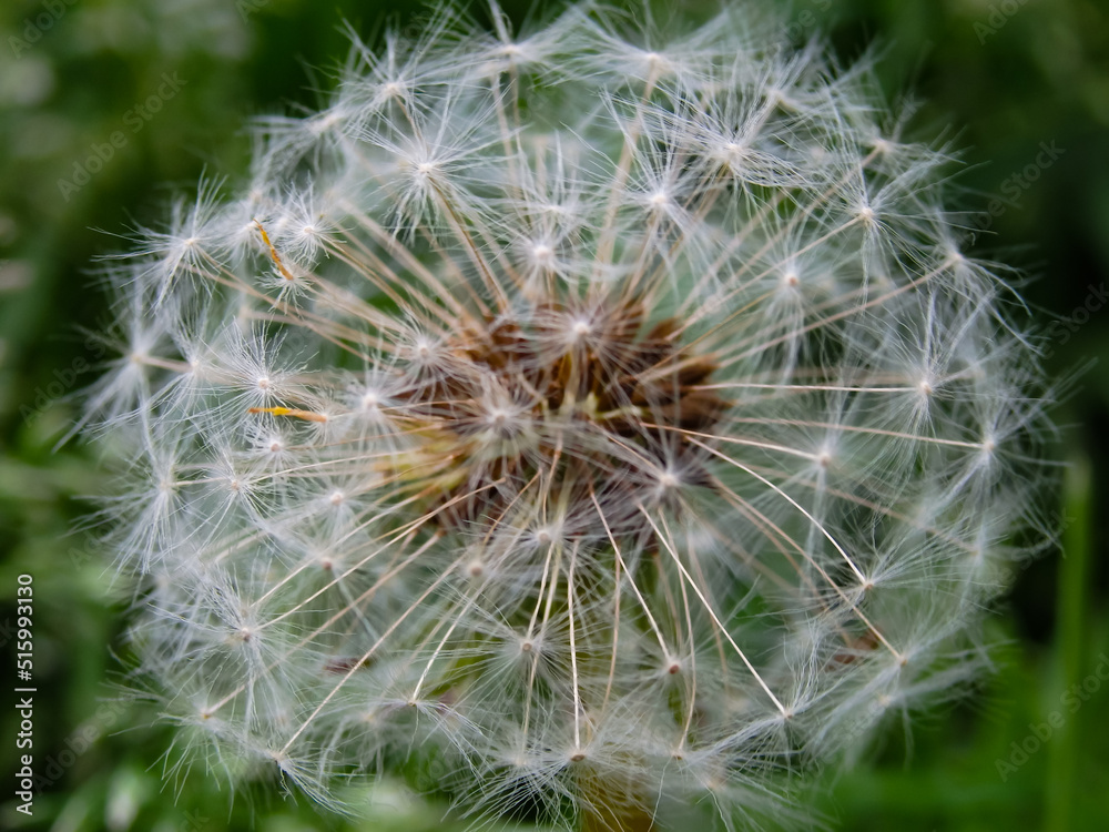 Close up photo of Dandelion. Gentle abstract natural background. Selective focus. Close up photo of Dandelion. Gentle abstract natural background. Selective focus.