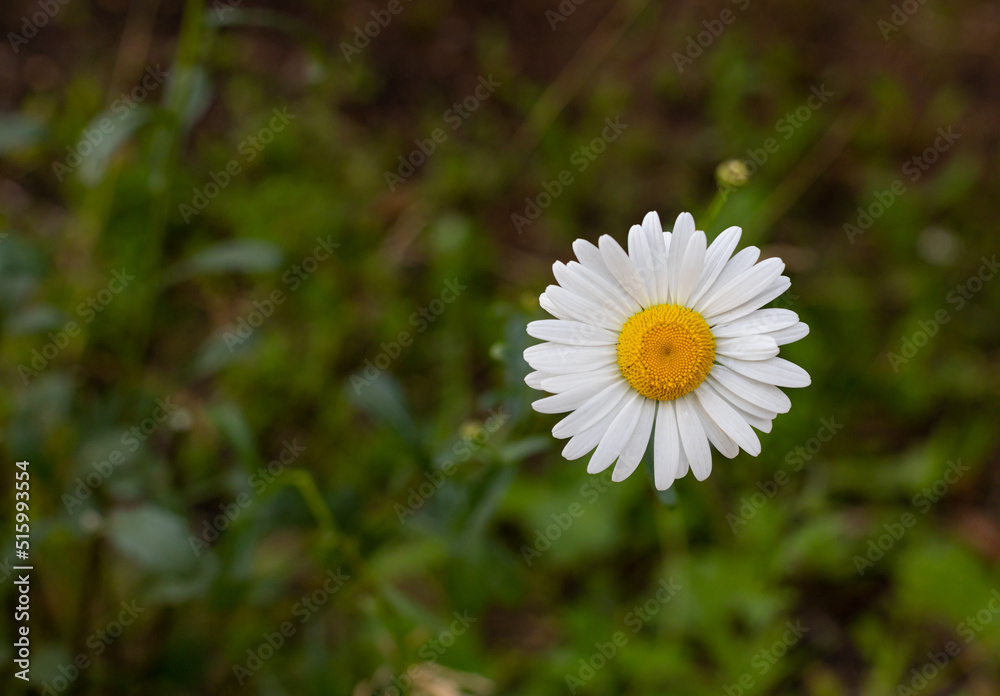 Chamomile on a green background. Close-up. Chamomile on a green background. Close-up.