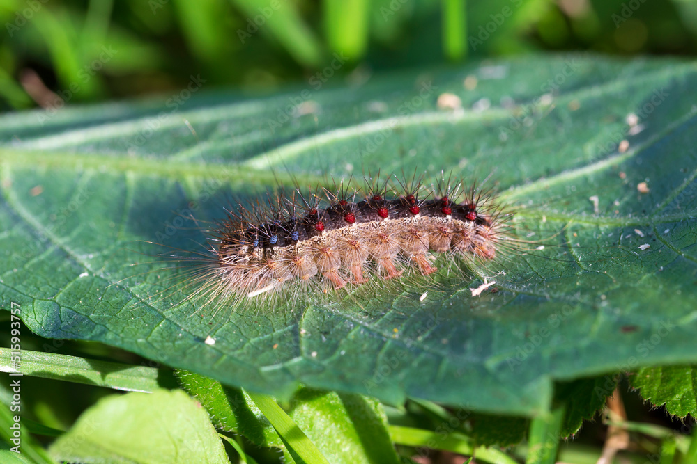 Fototapeta premium Colored moth caterpillar with toxic hairs