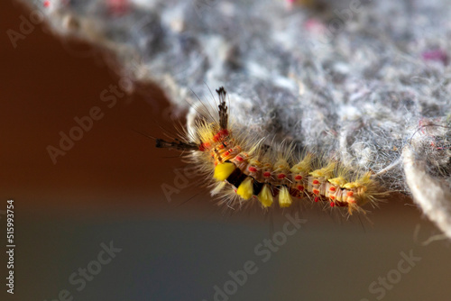 Colored moth caterpillar with toxic hairs