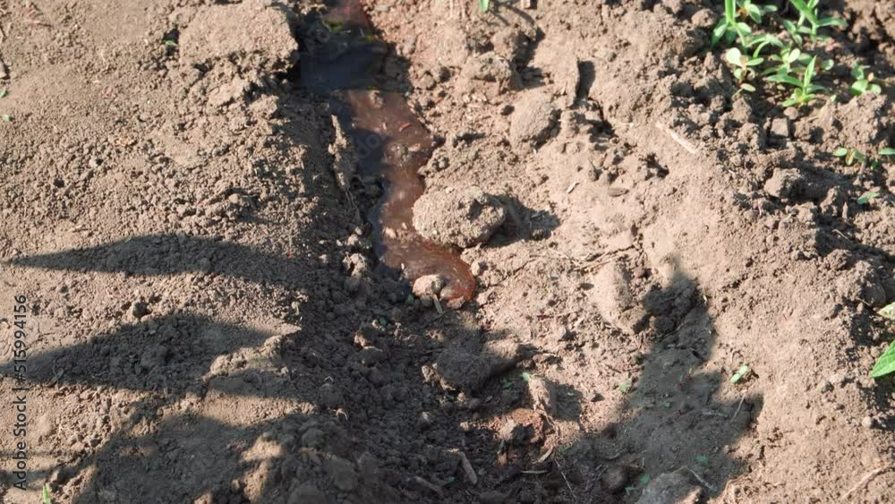 Small stream of water flows through arid soil, saturating growing plants with moisture. Small stream of water flows through arid soil, saturating growing plants with moisture.