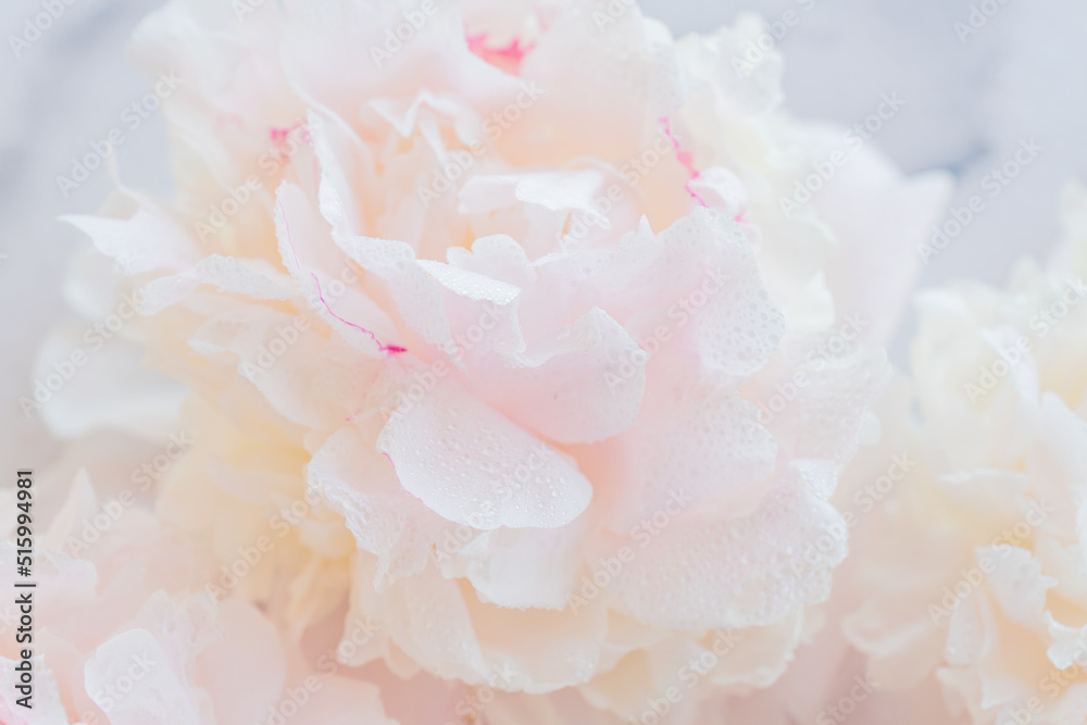 Close up of blooming tender white peony. Soft focus. Floral background Close up of blooming tender white peony. Soft focus. Floral background