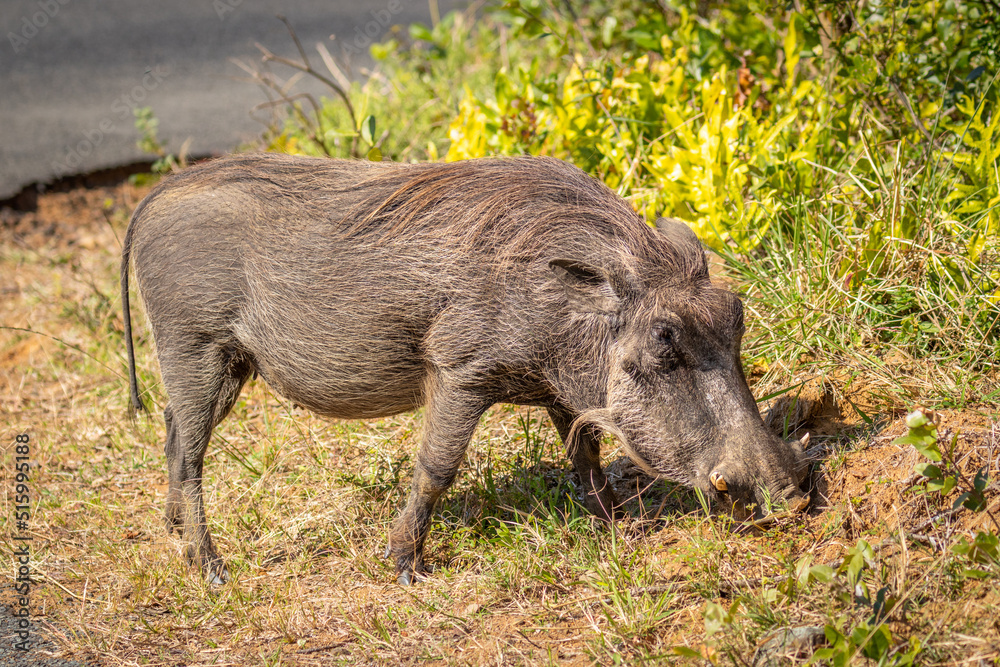 Common warthog ( Phacochoerus Africanus), iSimangaliso Wetland Park, South Africa. Common warthog ( Phacochoerus Africanus), iSimangaliso Wetland Park, South Africa.