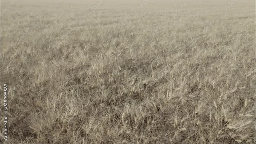 Top view of a wheatfield. Flying over a field of wheat in slow motion. Field before harvesting. Modern agriculture. Drone flying over ripened wheat field. No color grading, 10 bit DJI DLog- M video Top view of a wheatfield. Flying over a field of wheat in slow motion. Field before harvesting. Modern agriculture. Drone flying over ripened wheat field. No color grading, 10 bit DJI DLog- M video