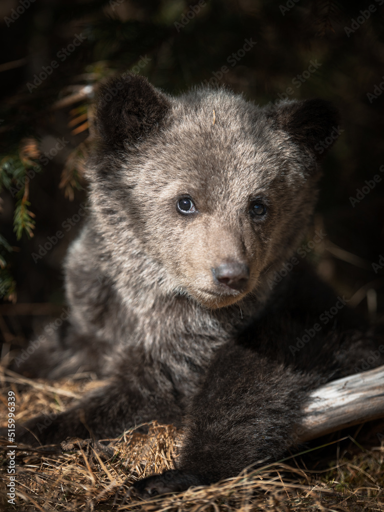 Close up of a brown bear cub in the forest. Bucegi Mountains,Romania. Close up of a brown bear cub in the forest. Bucegi Mountains,Romania.