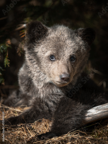 Close up of a brown bear cub in the forest. Bucegi Mountains,Romania.