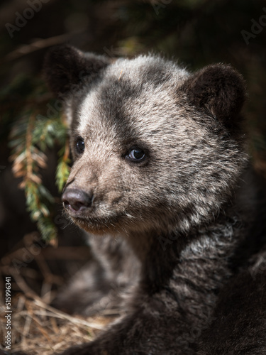 Portrait of a brown bear cub in the wilderness forest.