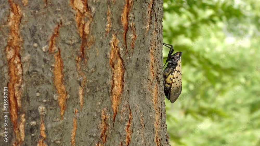 Close-up of a patterned winged insect crawling up the tree