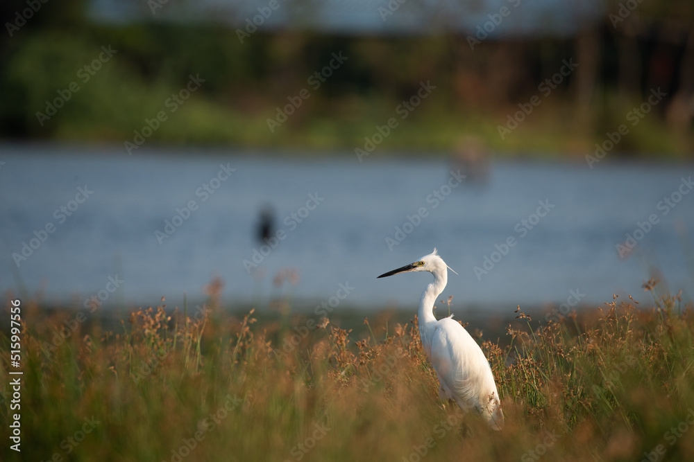 white heron