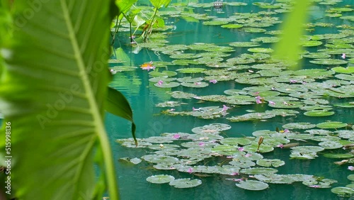 Beautiful green pond with blooming water lilies nenuphar with purple and pink lotus flowers and leaves. Lily nuphar lutea in lake in tropics. Aquatic plants. Nature habitat, relaxation atmosphere.