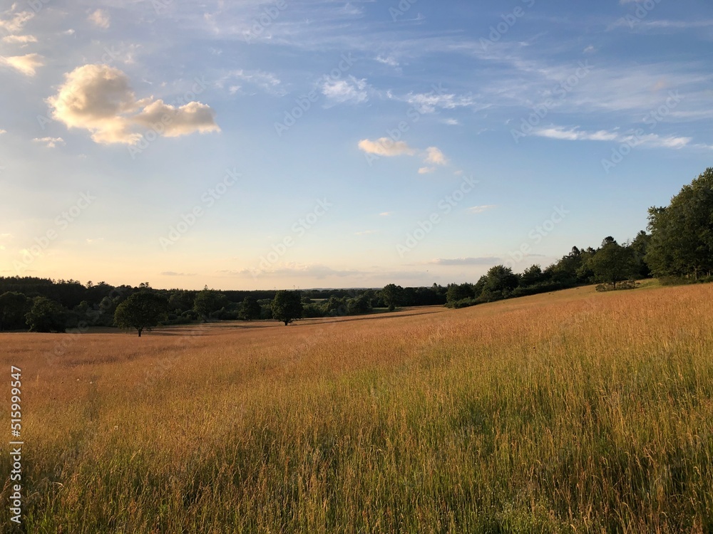 sunset over the field