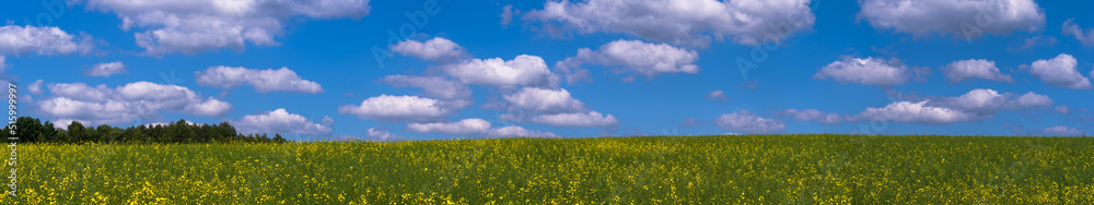 Panorama. A yellow field of flowering rapeseed against a background of green forest and blue sky with clouds. Background. Near focus