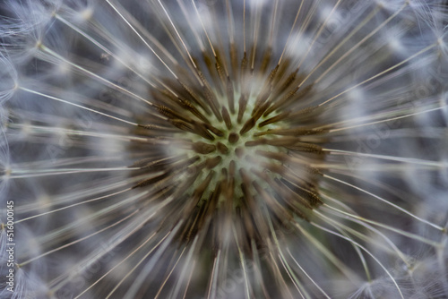 dandelion seed head © James