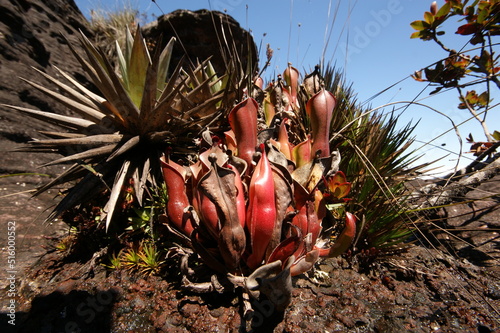 Carnivorous pitcher plant (Heliamphora nutans) on Roraima tepui, Venezuela photo