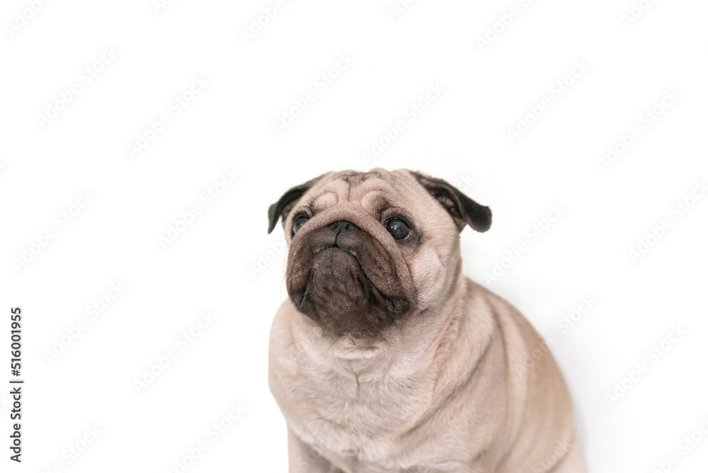 a stooped sad pug sits looking up on a white background