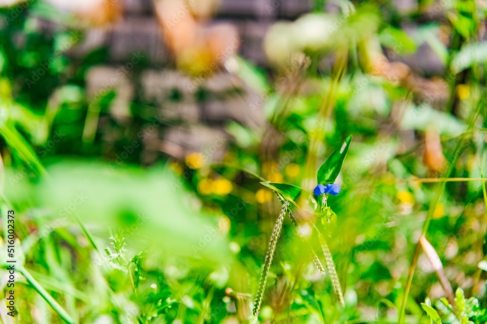 dragonfly on a green leaf
