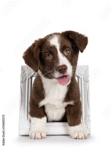 Fototapeta Naklejka Na Ścianę i Meble -  Cute brown with white Welsh Corgi Cardigan dog pup, standing through white photo frame. Looking straight to camera. Isolated on a white background.