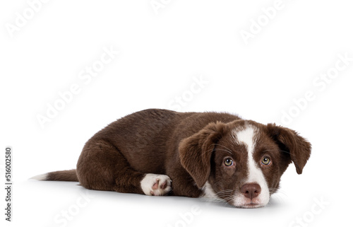 Fototapeta Naklejka Na Ścianę i Meble -  Cute brown with white Welsh Corgi Cardigan dog pup, laying head down. Looking straight to camera. Isolated on a white background.